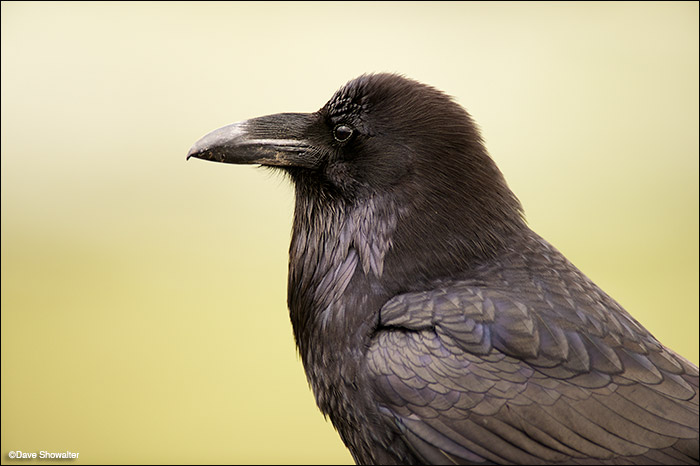 Raven Portrait | Yellowstone National Park, WY | Dave Showalter Nature ...